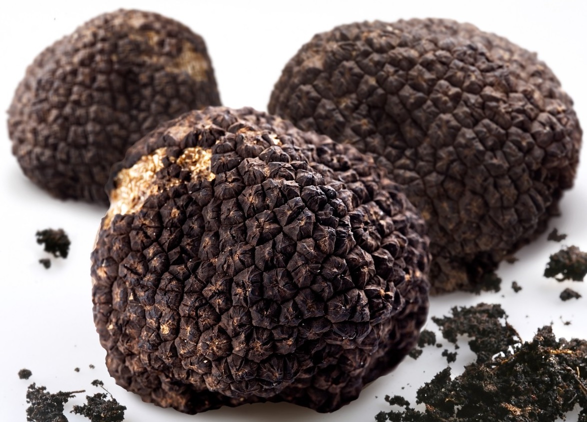 Black winter truffle (Tuber Brumale Vittadini)